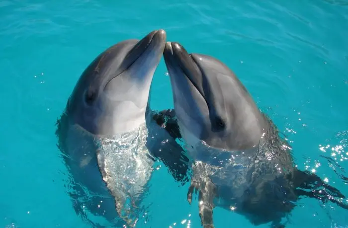 Características de los ojos de los delfines