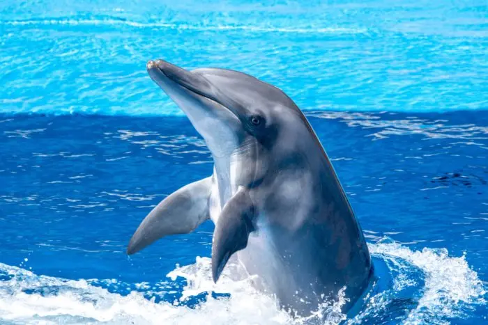 Características de los ojos de los delfines