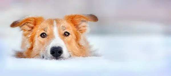 Percepción del movimiento en perros