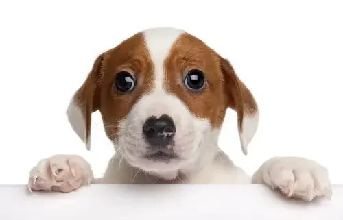 Visión canina comparada con visión humana