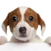 Visión canina comparada con visión humana