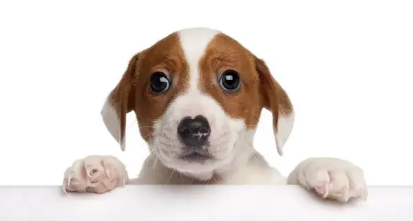 Visión canina comparada con visión humana